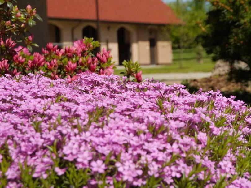 Pensjonat Enklawa Trzebnica Exteriér fotografie
